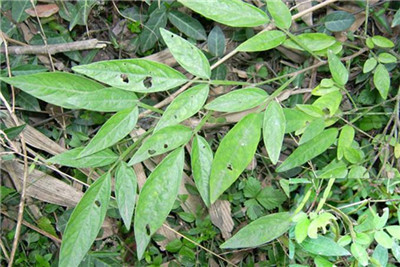 槐花病害防治方法