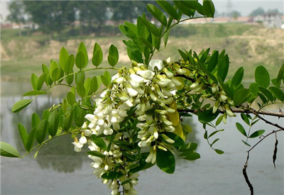 槐花病害防治方法