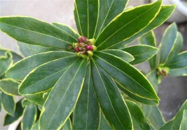 金边瑞香一年开几次花 金边瑞香怎么养