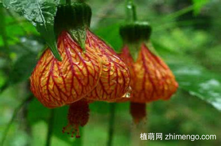 纹瓣悬铃花怎么养，纹瓣悬铃花的养殖方法和注意事项