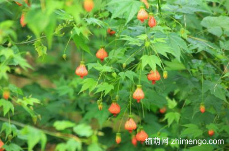 纹瓣悬铃花怎么养，纹瓣悬铃花的养殖方法和注意事项