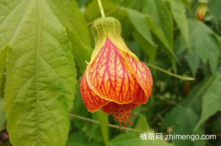 纹瓣悬铃花怎么养，纹瓣悬铃花的养殖方法和注意事项