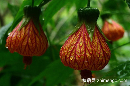 纹瓣悬铃花怎么养，纹瓣悬铃花的养殖方法和注意事项