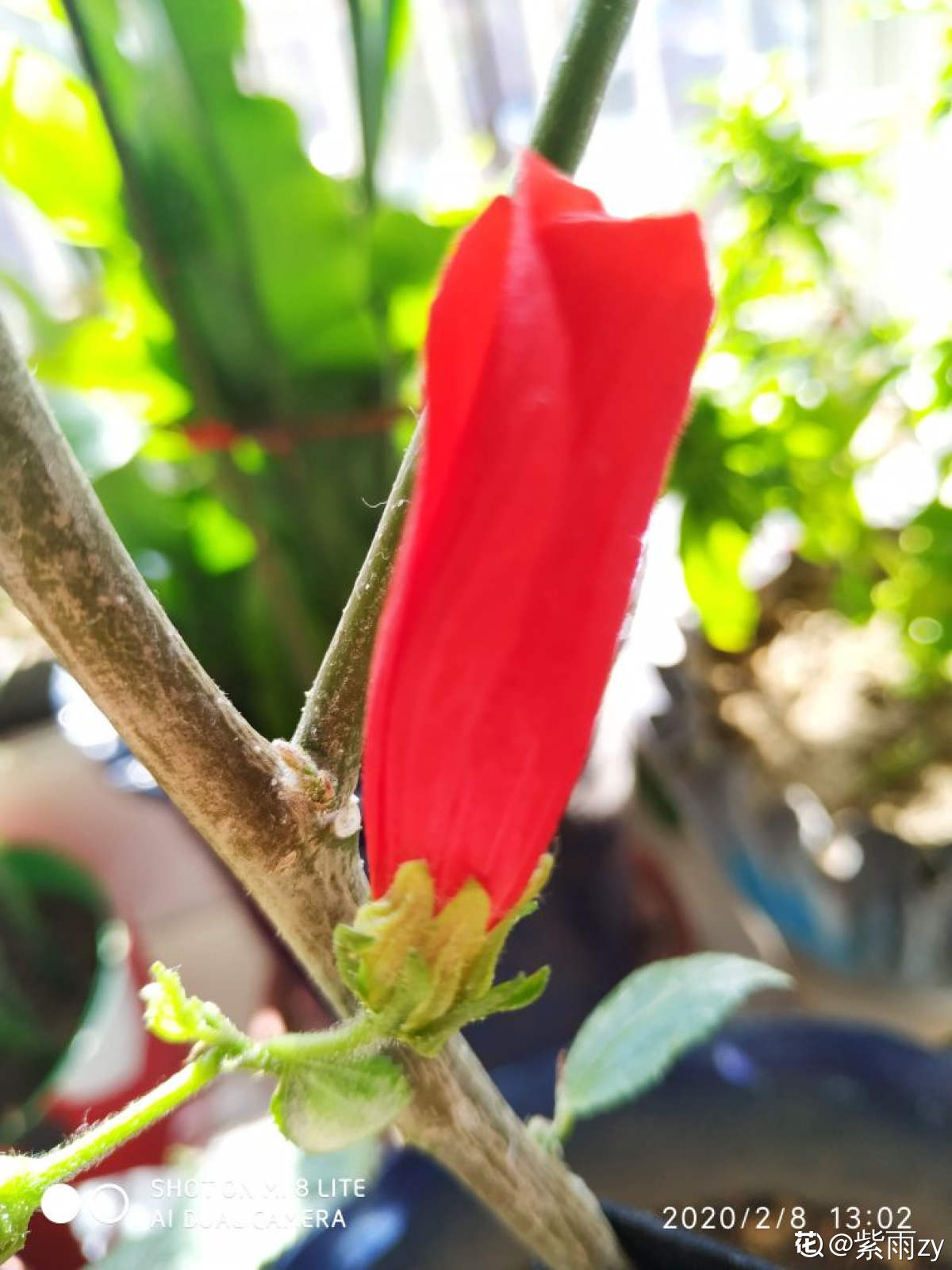 垂花悬铃花繁殖方法