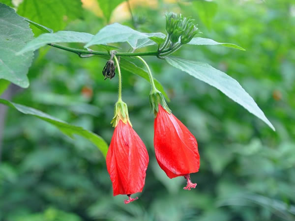 悬铃花花语寓意 悬铃花生态习性