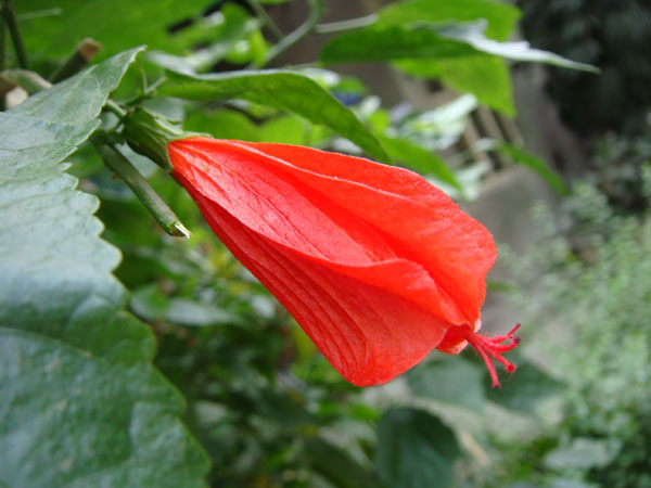 悬铃花花语寓意 悬铃花生态习性