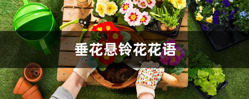 垂花悬铃花花语