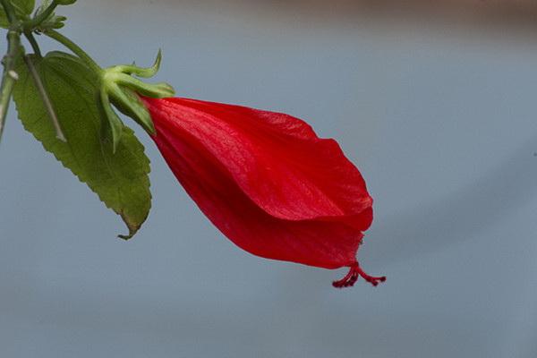 冬季，悬铃花能开花吗？