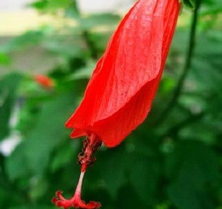 冬季，悬铃花能开花吗？