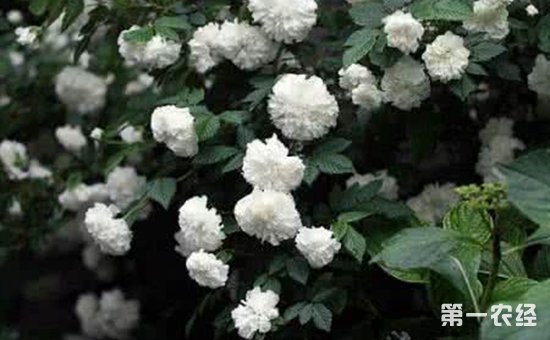 荼蘼是什么花？荼蘼几月开花？