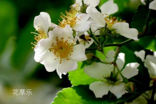 你知道荼蘼花吗？荼蘼花有什么寓意？