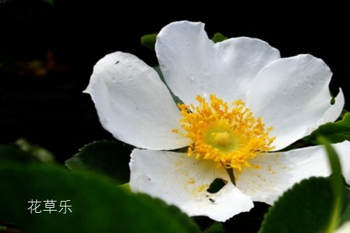 你知道荼蘼花吗？荼蘼花有什么寓意？
