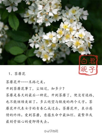 荼蘼花图片古风