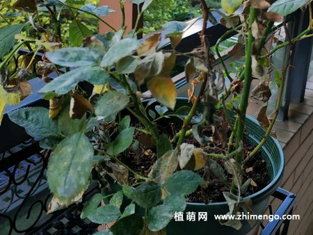 蔷薇花得白粉病怎么办