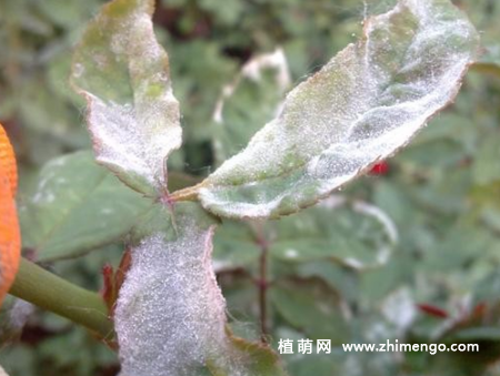 蔷薇花得白粉病怎么办