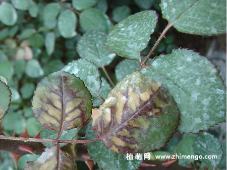蔷薇花得白粉病怎么办