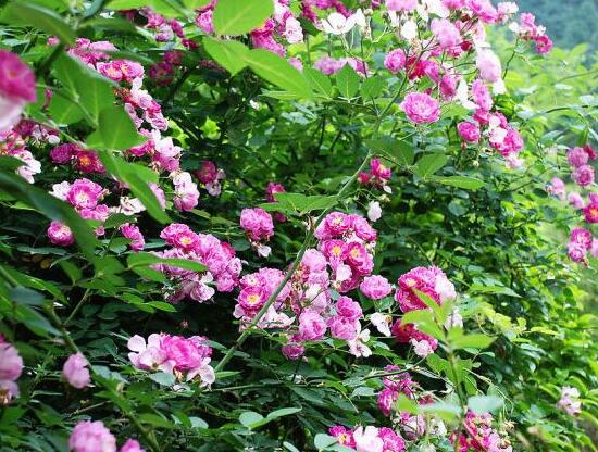 蔷薇花冬天正常掉叶子
