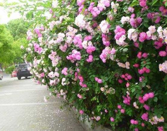 蔷薇花冬天正常掉叶子