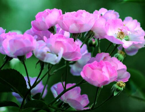 蔷薇花怎么过冬 掉叶子是怎么回事