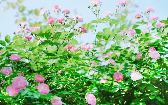 蔷薇花图片大全大图唯美