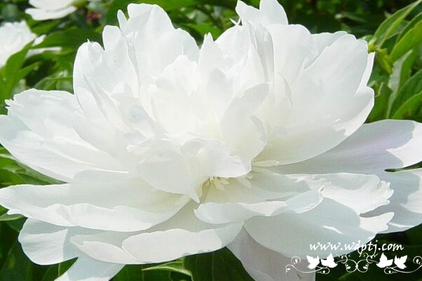 海量高清蔷薇花图片大全