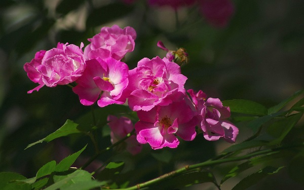 粉色蔷薇花的花语是什么 有哪些传说