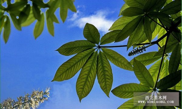 七叶树（Aesculus chinensis）的介绍