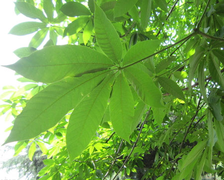七叶树是一种什么植物？七叶树的别名及简介