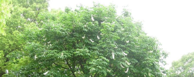 七叶树养殖卡片，养七叶树的注意事项