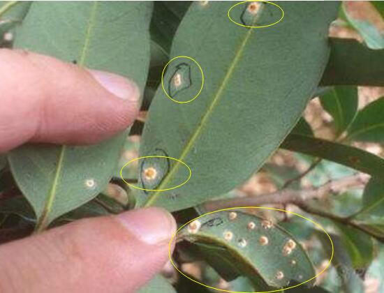 石榴花虫害防治方法