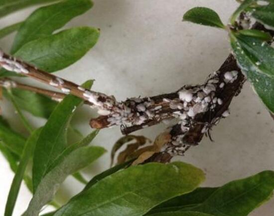 石榴花虫害防治方法
