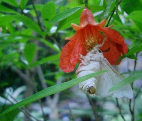 石榴花虫害防治方法