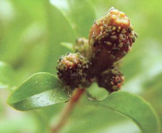石榴花虫害防治方法