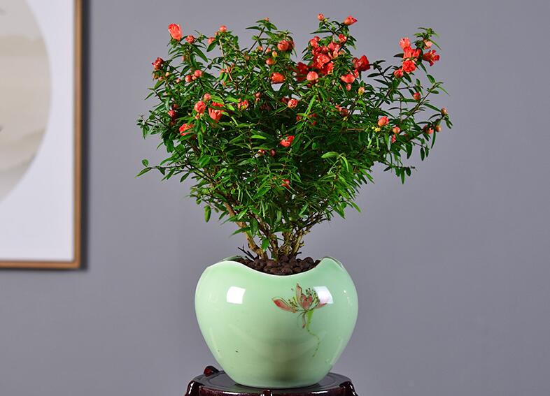 石榴花冬季掉叶子怎么办？