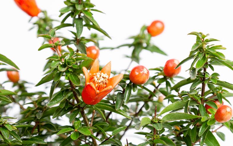石榴花冬季掉叶子怎么办？