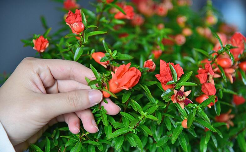 石榴花常见的病害及防治方法
