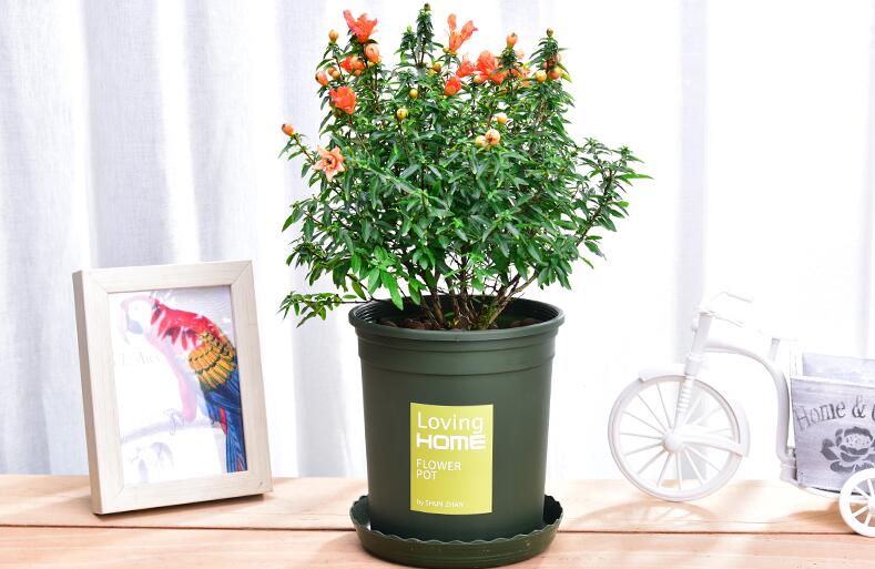 古时候的石榴花叫什么？石榴花在古代的别称