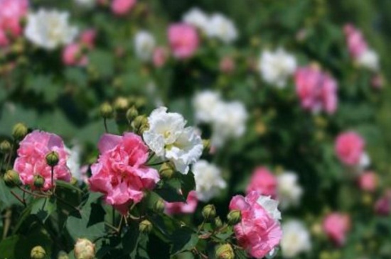 木芙蓉花修剪步骤