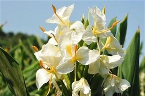 白蝴蝶花花语