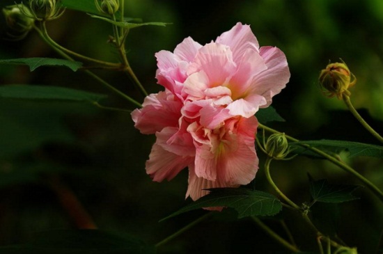 木芙蓉花修剪步骤