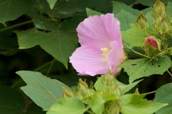 木芙蓉花修剪步骤