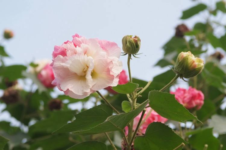 木芙蓉花盆景怎么制作 该如何造型和修剪