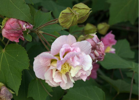 木芙蓉花盆景怎么制作 该如何造型和修剪