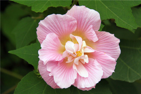 木芙蓉花有蕾不开花怎么回事 光照和水分有影响