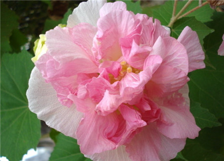 木芙蓉花有蕾不开花怎么回事 光照和水分有影响