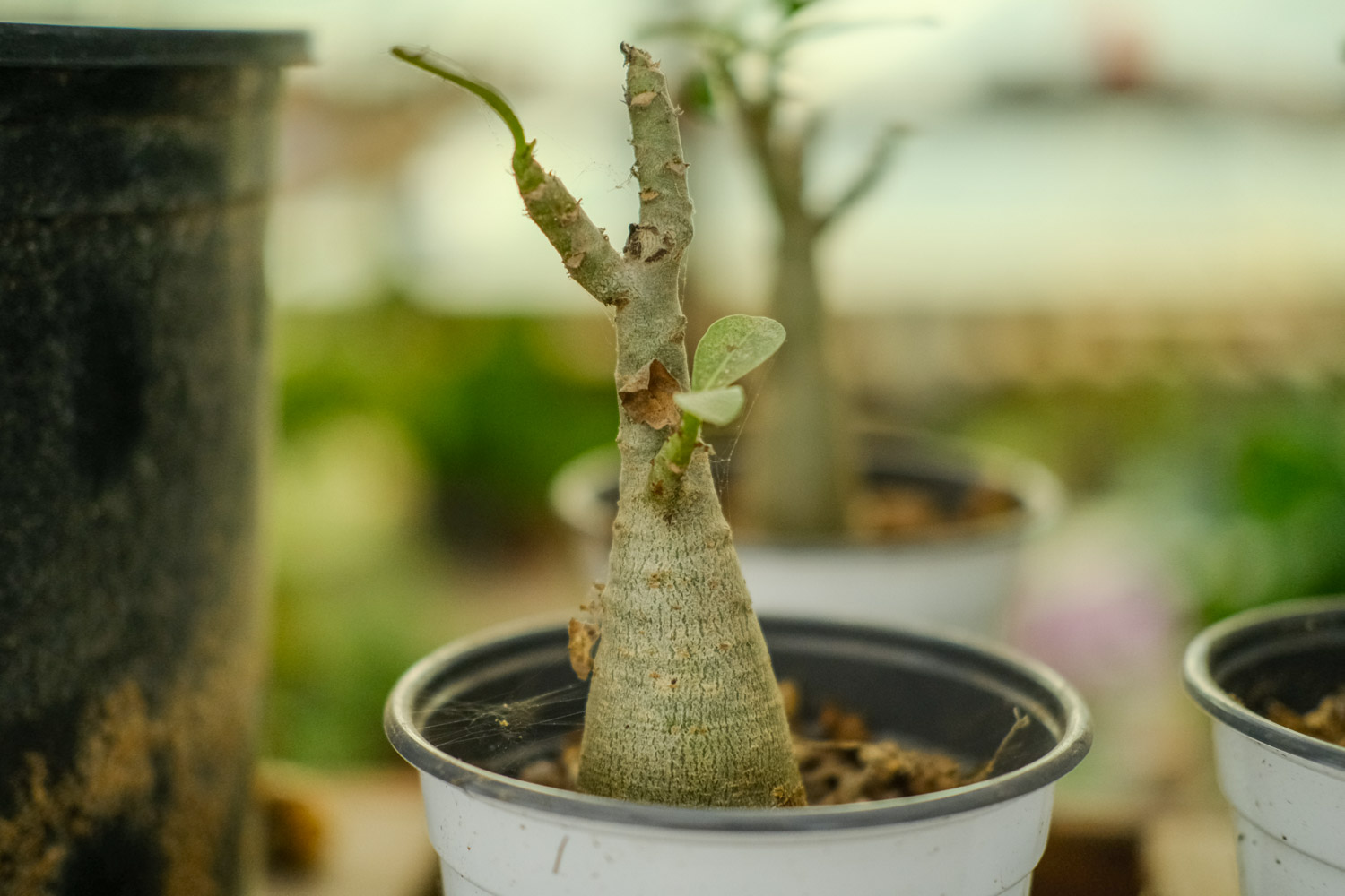 沙漠玫瑰如何修剪，几月份剪枝