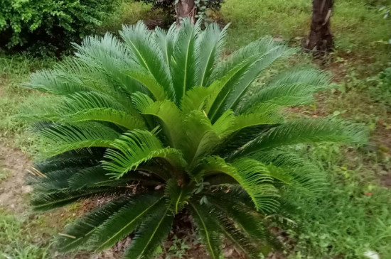 巴西铁树叶子发黄枯萎的原因