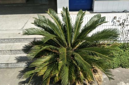 巴西铁树叶子发黄枯萎的原因