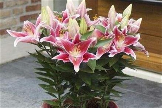 什么花代表健康平安？这十种花代表健康平安