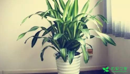 最适合在客厅摆放的10种大型植物，不仅美观而且好养 …一、也门铁二、平安树三、鸭脚木四、散尾葵五、龙血树六、螺纹铁七、龟背竹八、发财树九、虎皮兰十、琴叶榕